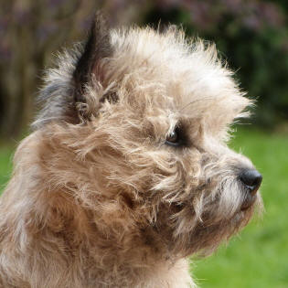 Cairn Terrier weizenfarben